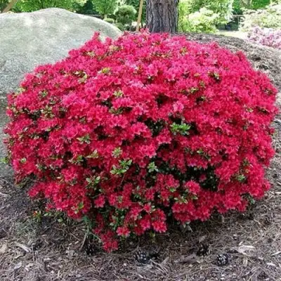 Азалия КАНЗОНЕТТА японская в Борисове