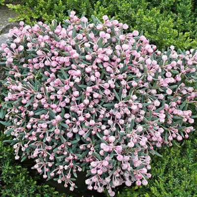 Андромеда БЛЮ АЙС многолистная   в Борисове