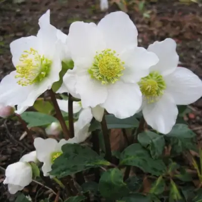 Морозник ЧЕРНЫЙ в Борисове