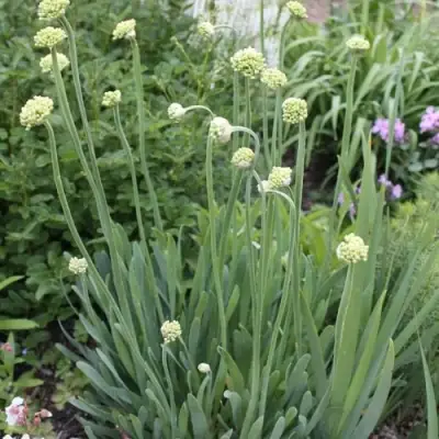 Лук слизун в Борисове