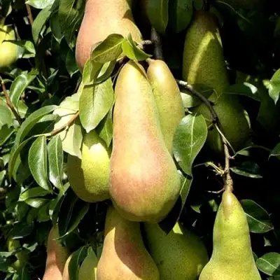 Груша КОНКОРД в Борисове