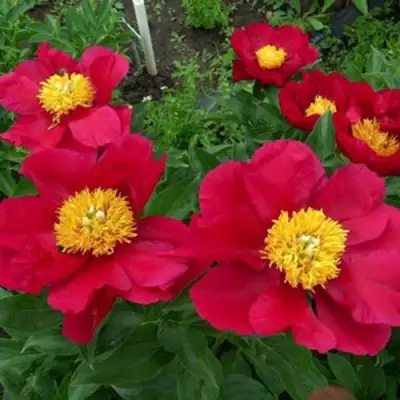 Пион АМЕРИКА травянистый в Борисове