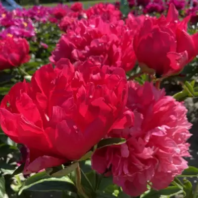 Пион БЕЛГРАВИЯ травянистый в Борисове