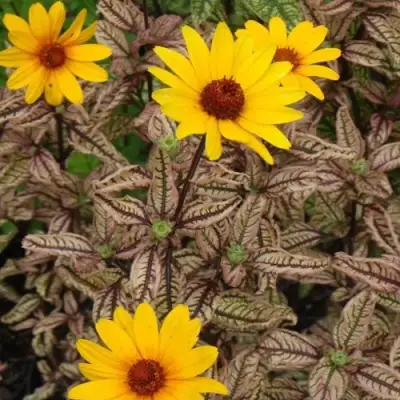 Гелиопсис САММЕР ПИНК в Борисове