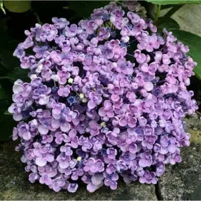 Гортензия АИША крупнолистная  в Борисове