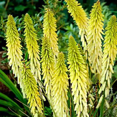 Книфофия ЛИТТЛ МЕЙД гибридная в Борисове