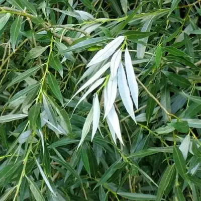 Ива ломкая  в Борисове