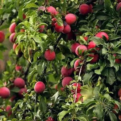 Слива КЛЕОПАТРА в Борисове