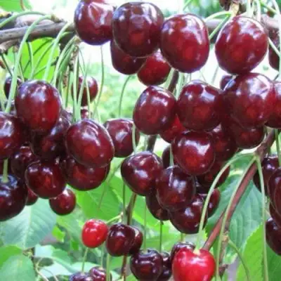 Черешня ОВСТУЖЕНКА в Борисове