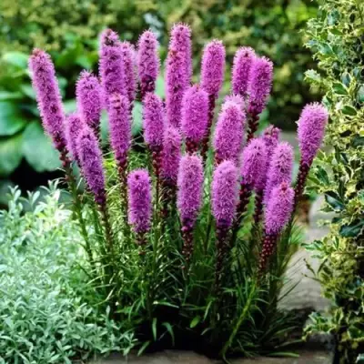 Лиатрис РОЗЕА колосковая в Борисове