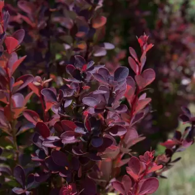 Барбарис ХЕЛМОНД ПИЛЛАР тунберга в Борисове