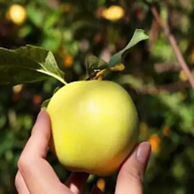 Яблоня РОССИЯНКА в Борисове