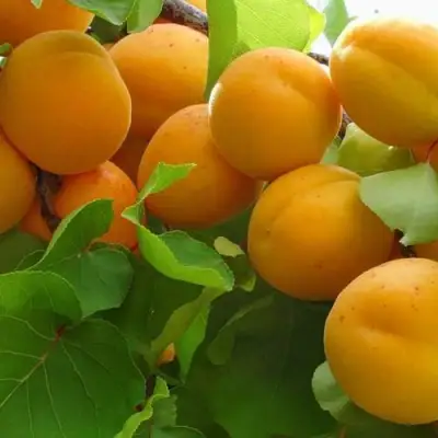 Абрикос ЖИГУЛЕВСКИЙ СУВЕНИР в Борисове