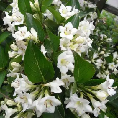 Вейгела БРИСТОЛЬСКАЯ СНЕЖИНКА в Борисове