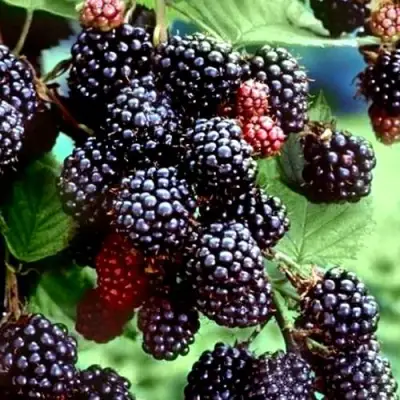 Ежевика ЭВЕРГРИН бесшипная  в Борисове