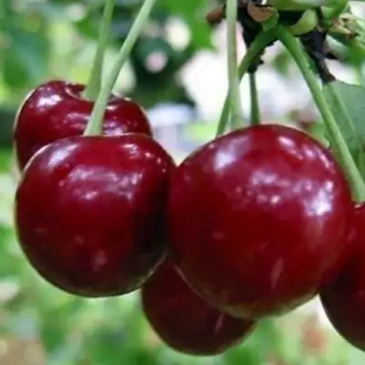 Вишня ГРИОТ БЕЛОРУССКИЙ в Борисове