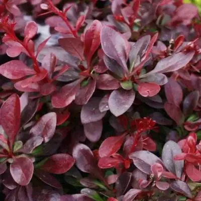 Барбарис АТРОПУРПУРЕА НАНА тунберга в Борисове