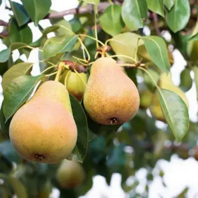 Груша ВЫСТАВОЧНАЯ в Борисове