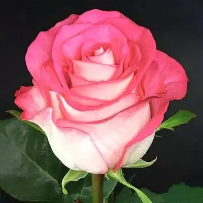 саженцы розы Хай Энд Кенди