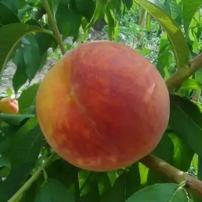 Персик ВАЙН ГОЛД Т3 в Борисове