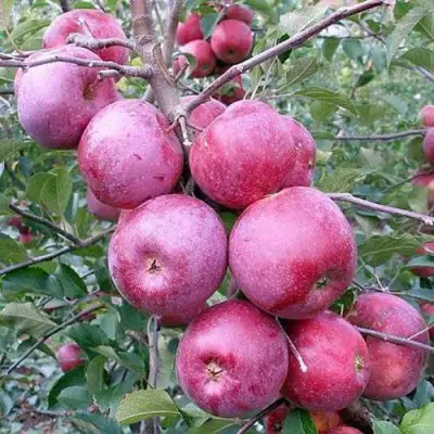 Яблоня ФЛОРИНА в Борисове