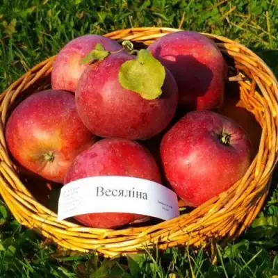 Яблоня ВЕСЯЛИНА в Борисове