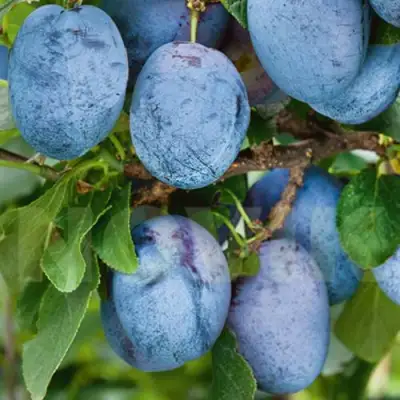 Слива ОДА в Борисове