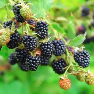 Ежевика АПАЧИ бесшипная  в Борисове