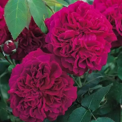 Роза ВИЛЬЯМ ШЕКСПИР английская в Борисове