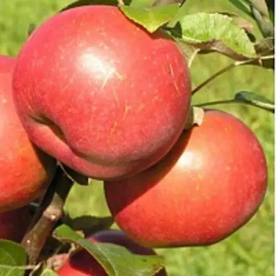 Яблоня РЕДКРАФТ в Борисове