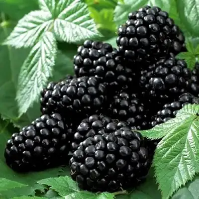 Ежевика БЛЭК БЬЮТИ в Борисове