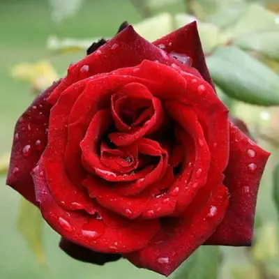 Роза ТАБУ чайно-гибридная в Борисове