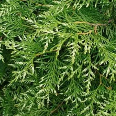 Туя СМАРАГД ВАРИЕГАТА западная в Борисове