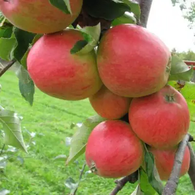 Яблоня ПИККОЛО в Борисове