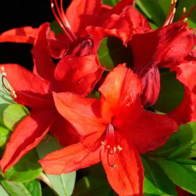 Азалия НАБУКО листопадная в Борисове