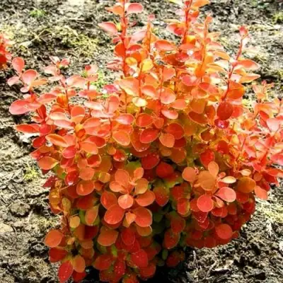 Барбарис ОРАНЖ ФАЙЕР тунберга в Борисове