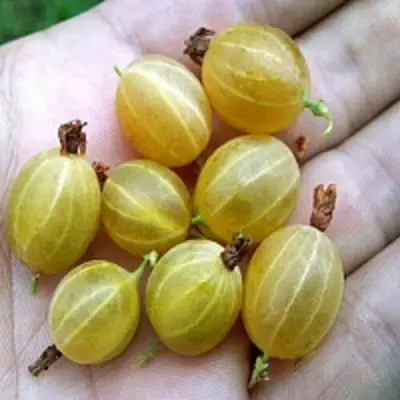 Крыжовник ЯРОВОЙ в Борисове