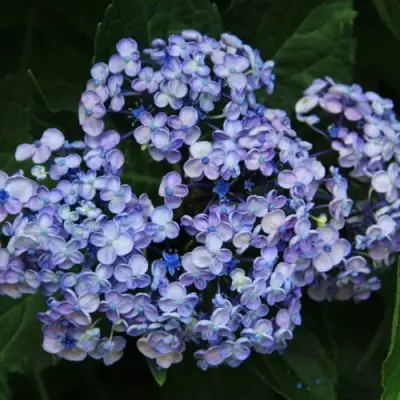 Гортензия АИША крупнолистная  в Борисове