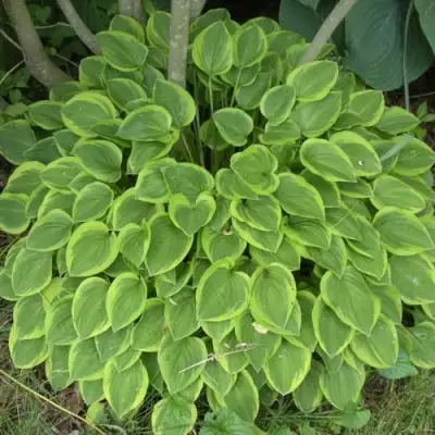 Хоста ГОЛДЕН ТИАРА в Борисове