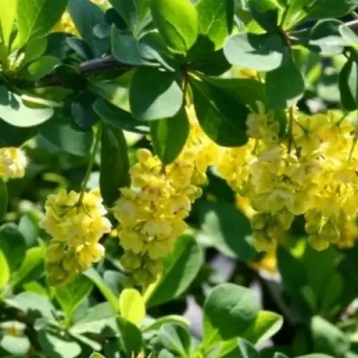 Барбарис ИНДИАН САММЕР  в Борисове