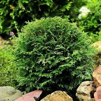 Туя ДАНИКА западная в Борисове