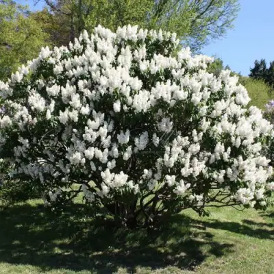 Сирень РОЧЕСТЕР в Борисове