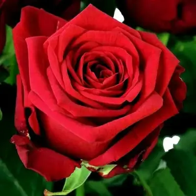 саженцы розы Ред Наоми