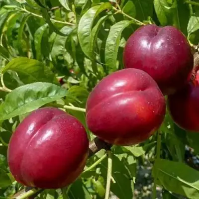 Нектарин БИГ-ТОП в Борисове