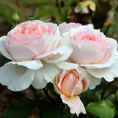 Роза АНДРЕ ЛЕ НОТР чайно-гибридная в Борисове