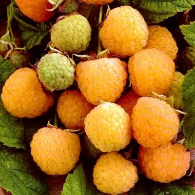 Малина ЗОЛОТЫЕ КУПОЛА в Борисове