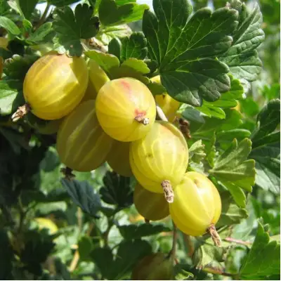 Крыжовник БЕРИЛЛ в Борисове