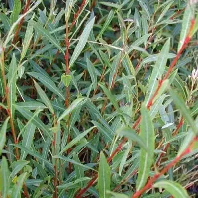 Ива НАНА пурпурная в Борисове