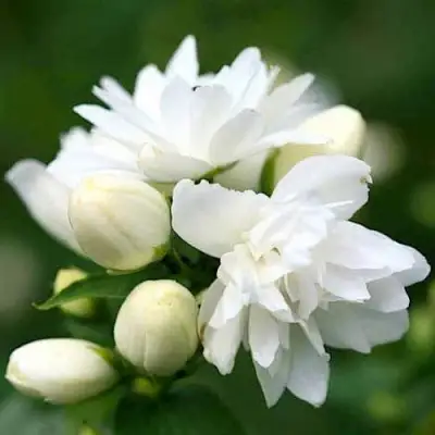 Жасмин ШНЕЕШТРУМ в Борисове