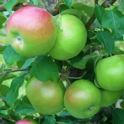 Яблоня НАВАВИТА в Борисове